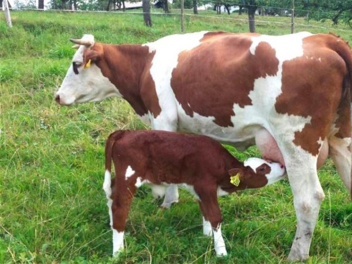 Ferienwohnungen Maierhof Oberried أوبيريد المظهر الخارجي الصورة